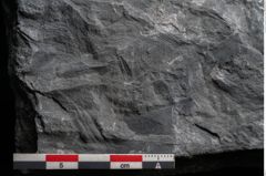 Foto (Detailansicht) von Noeggerathia palmaeformis Goeppert (NHMW-GEO-2024-0188-10745)